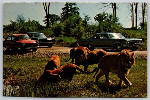 Rockton ontario african - ontario, lion