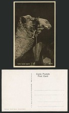 CYPRUS Larnaca Old Real Photo Postcard - A FATHER CAMEL