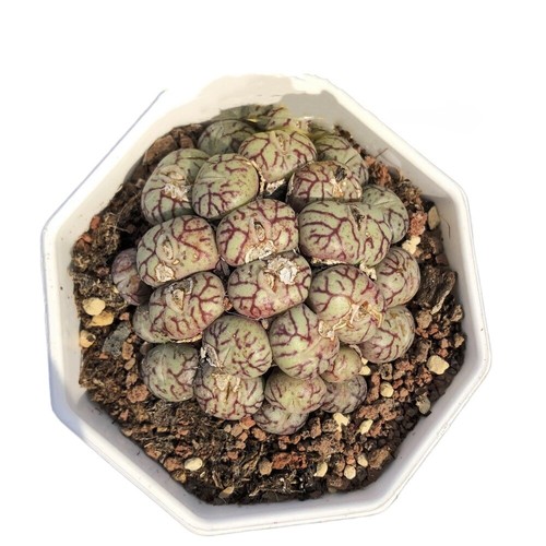 5cm succulent plant conophytum - succulent,