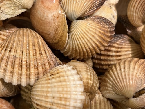North wales clam shells - 50,