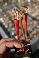 Sarracenia - 🔥🔥 Waccamaw