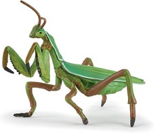 Praying mantis