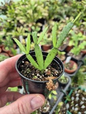 Hatiora gaertneri / Rhipsalidopsis  Easter cactus one rooted cutting..