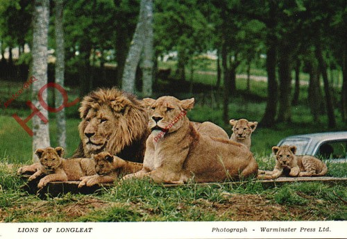 Picture postcard lions - picture, of