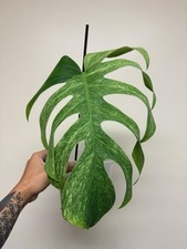 VARIEGATED Monstera Jungle Mint NoID 1 Leaf Fully Rooted With New Growth