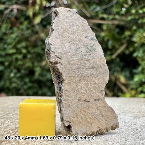 Trionyx fossil turtle shell - fossil,
