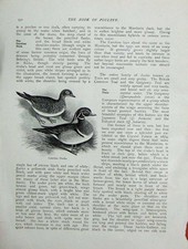 Antique Old Print 1902 Poultry Mandarin Ducks Carolina Lewis Wright Birds 20th