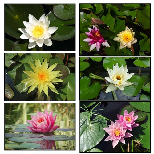 Water lily pond - 3, plants