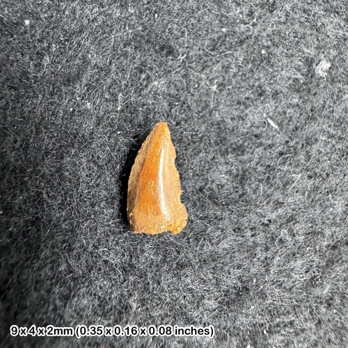 Genuine raptor dinosaur - , tooth