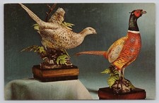 Royal Worcester Ring-Necked