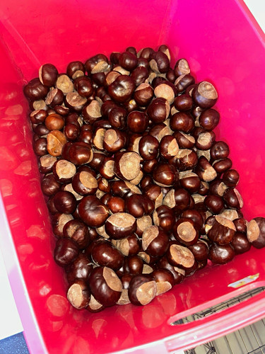 Whole box conkers - , almost