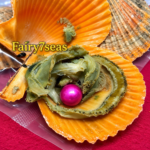 Scallop oyster with genuine - scallop,