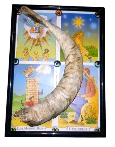 Sheep horn framed with - horn,
