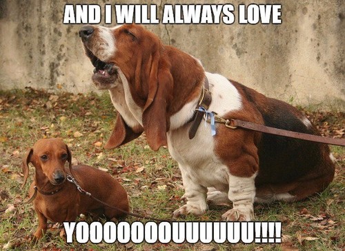 Funny basset hound - funny,