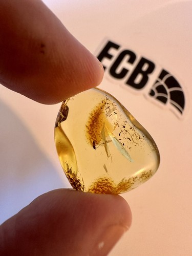 Baltic amber with - amber, large