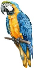 Colour blue gold macaw - macaw, parrot