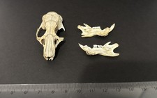Naturally Sourced Small Rodent