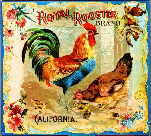 Riverside royal rooster - royal,
