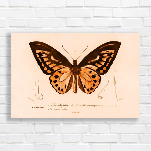 Ornithoptera darville - ornithoptera, de