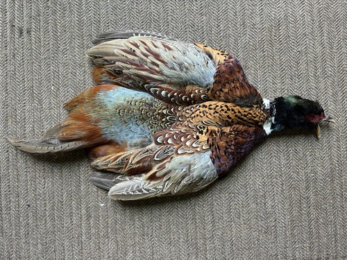 Rooster ringneck pheasant skin - rooster,