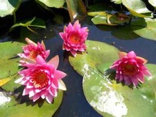 Nymphaea frobeli water - nymphaea,