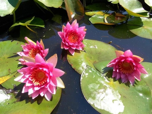 Nymphaea frobeli water lily - "frobeli",