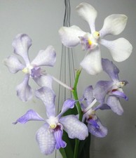 Vanda coerulea x Vanda