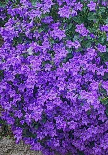 Campanula wall harebell plant - campanula,