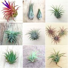 Indoor Air Plant - Tillandsia airplant Easy Care No Soil House Cactus Succulent