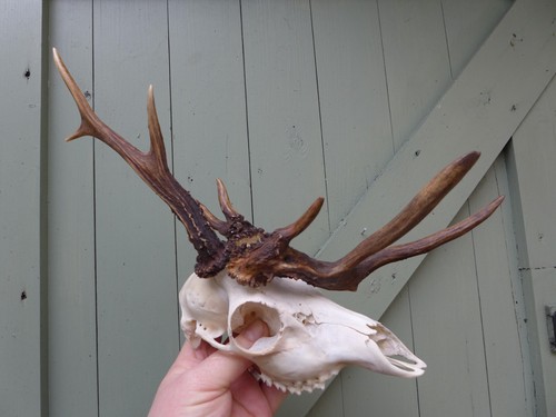 Roe deer skull with - deer, abnormal