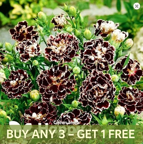 Carnation 100 seeds - carnation,