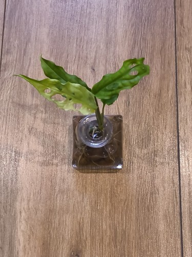 Monstera obliqua peru small - monstera,