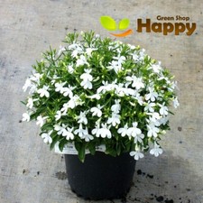 LOBELIA - WHITE LADY - 7000