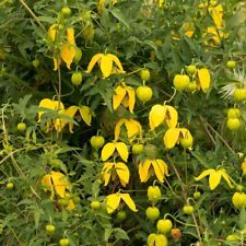 Clematis tangutica Yellow