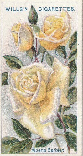 Wills cigarettes tobacco card - wills,