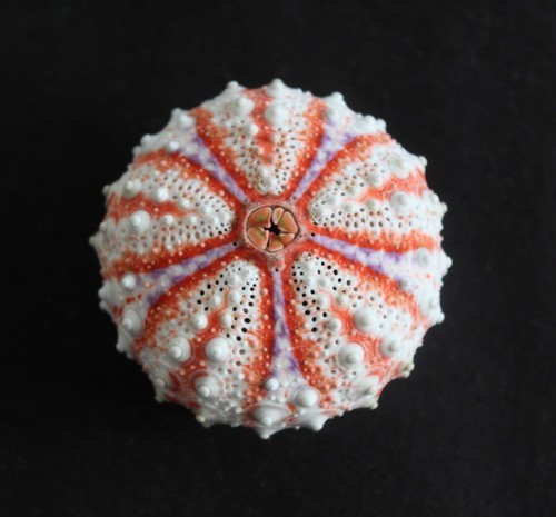 Huge deep water sea urchin - huge,
