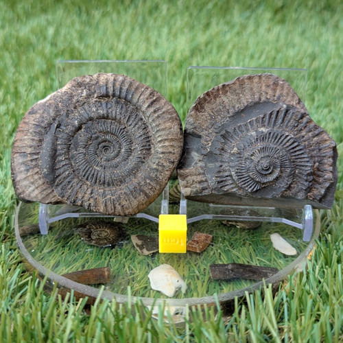 Dactylioceras ammonite split