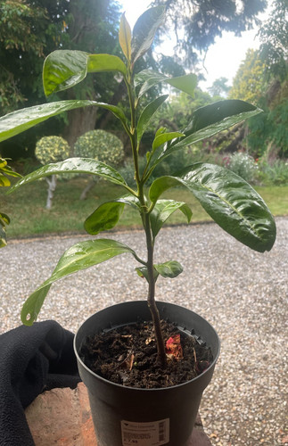 Cherry laurel pot nice - 2l,