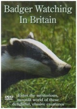 Badger Watching in Britain