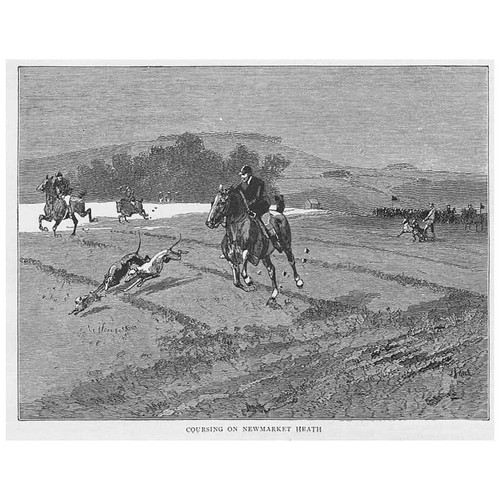 Hunting coursing newmarket - hunting,