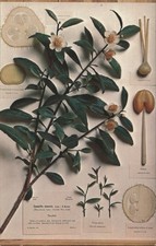 Flowers/Plants R. Blaschka