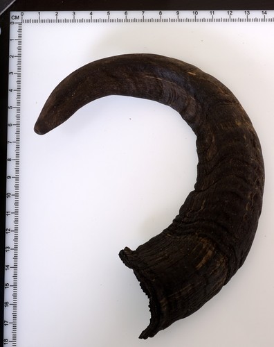 Beautiful goat horn - beautiful,