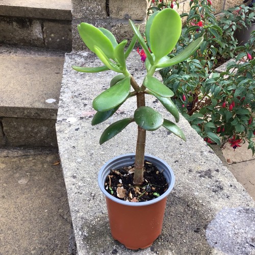 Large jade plant - large, plant.