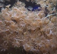Bag of Pulsing Xenia Live