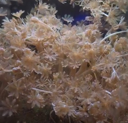 Bag pulsing xenia - xenia, live