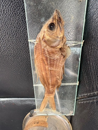 Old specimen perchlet - a,