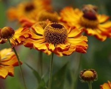 HELENIUM 'Rauchtopas' - Hardy Perennial Plant - ex 9cm (P9) Pot