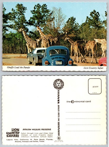 Lion country safari giraffes - country,