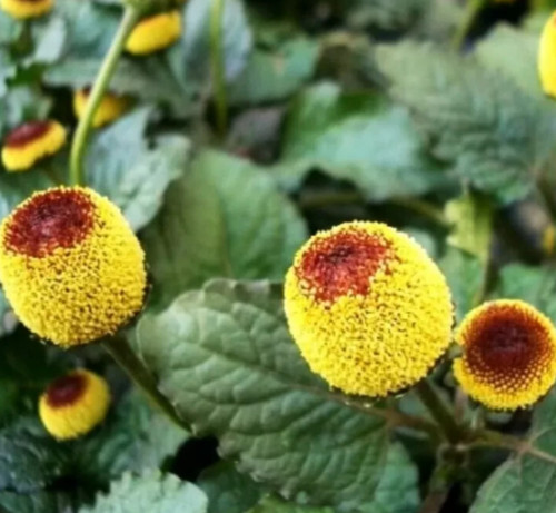 Toothache plant seeds 500 - toothache,