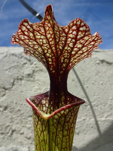 Sarracenia moorei - sarracenia, x